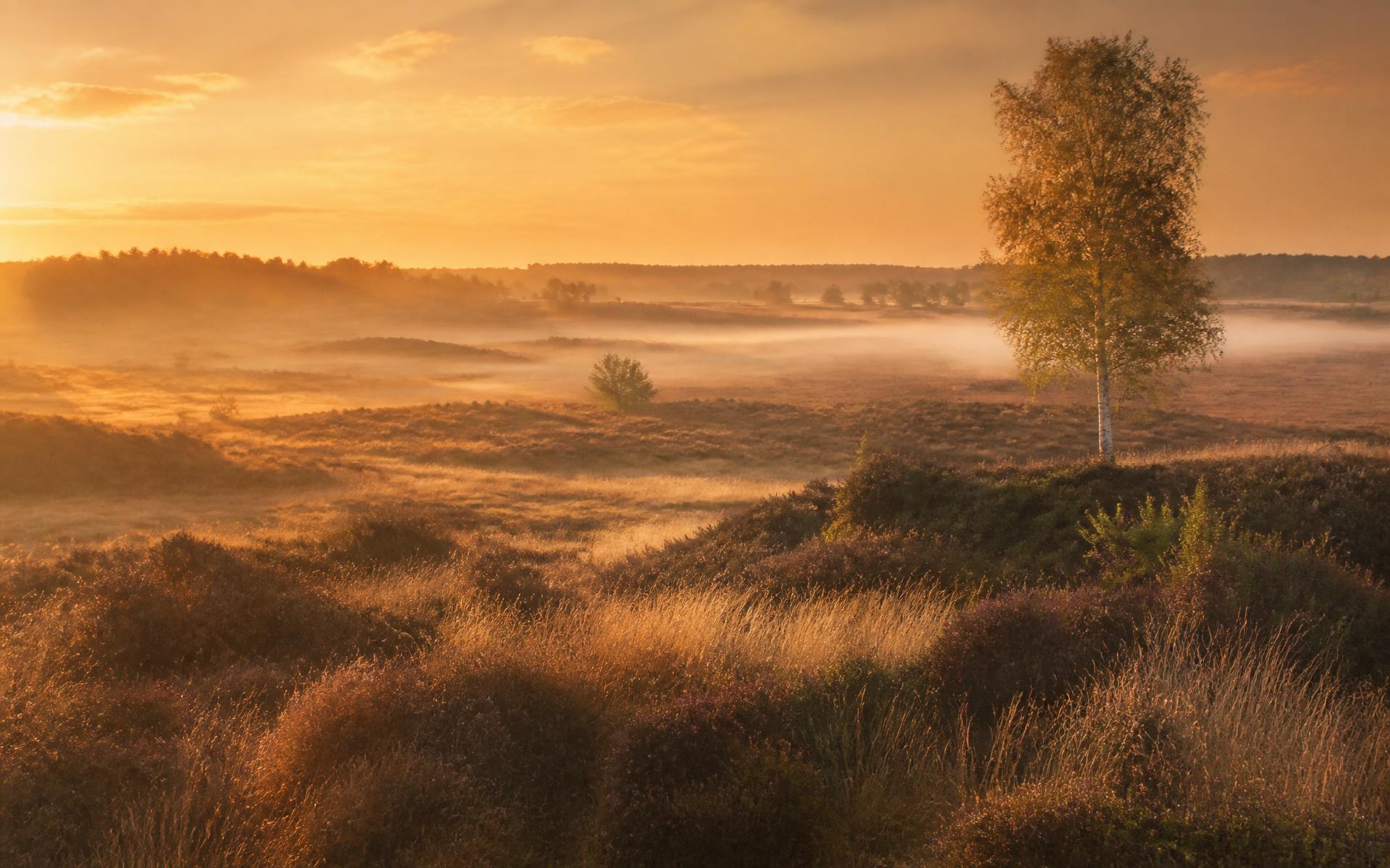 Prehistorisch hunebed in Drenthe